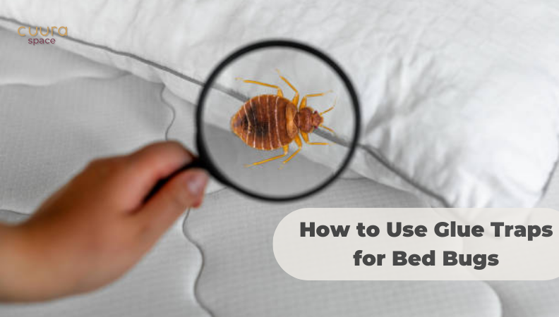 How to Use Glue Traps for Bed Bugs In Modern Home Furniture