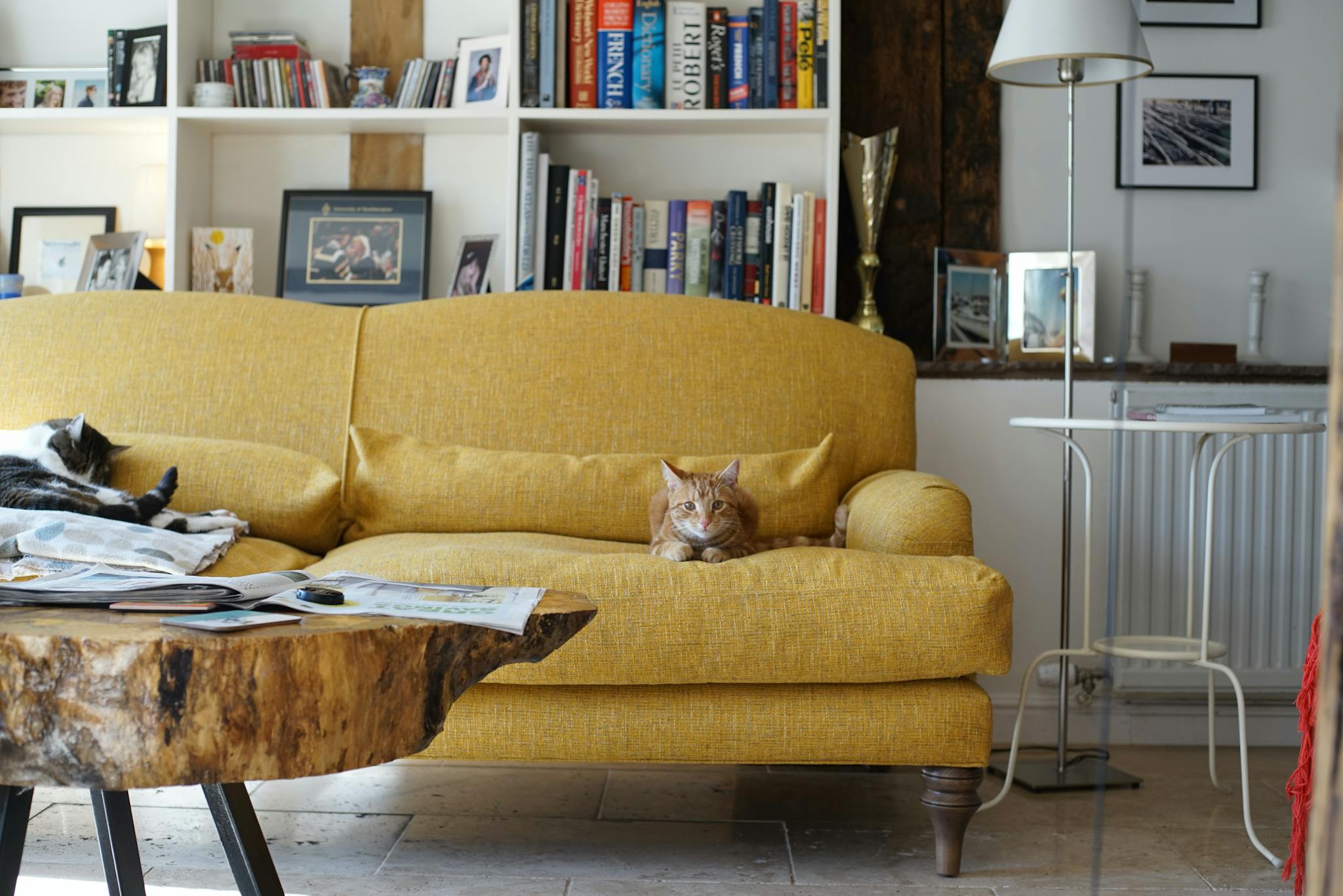 12 Best Pet-Friendly Sofas in Malaysia (2023) + Buying Tips