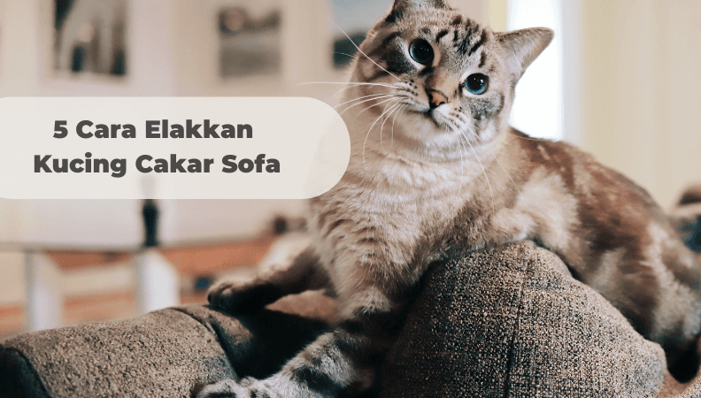 5 Cara Elakkan Kucing Cakar Sofa (+ Pilihan Sofa Anti Cakar Kucing Terbaik 2024)